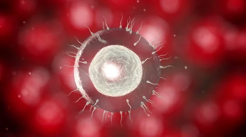 Human sperm approaching human egg. 3d render 스톡 동영상 56261744
