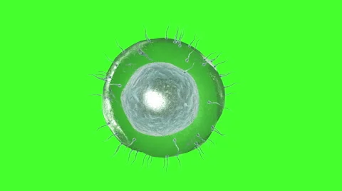 Human sperm approaching human egg. Green screen Stock Footage 56284542