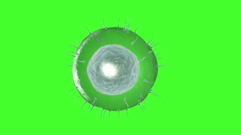Human sperm approaching human egg rotate. Green screen Stock Footage 56284565