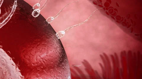Human sperm approaching human egg. 3d render Video stock 56449185