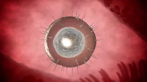 Human sperm approaching human egg. 3d render Stock Footage 56449225