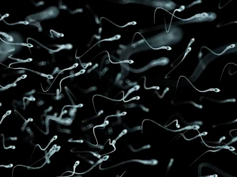 Human sperm, artwork Stock Illustration