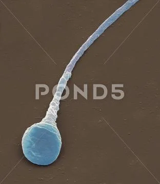 Human Sperm Cell, Sem