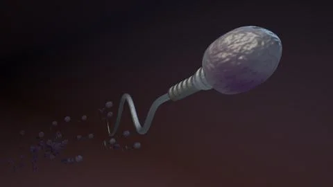 Human sperm cell spermatozoa Stock Illustration