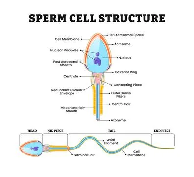 Human sperm cell structure anatomy diagram poster, medical illustration vec.. Stock Illustration