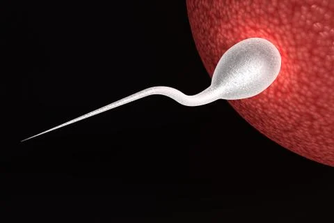 Human sperm Stock Illustration