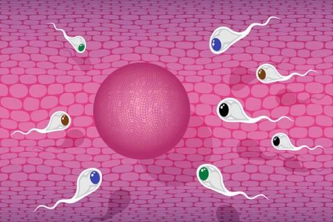 Human sperm race Stock Illustration
