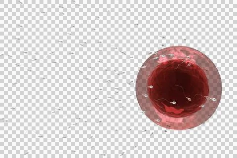 Human sperms and ovum 库存插图