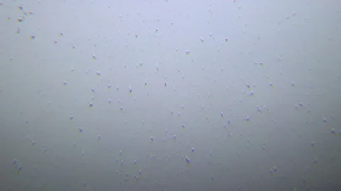 Human sperms under Oblique light Microscope Video stock 80269998