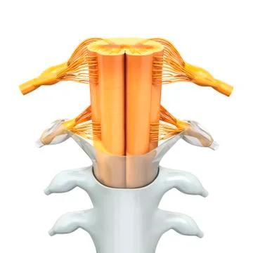 Human spinal chord, artwork Stock Illustration