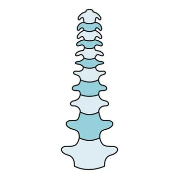 Human spinal column bone structure anatomy illustration Stock Illustration