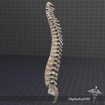 3D Model: Human Spinal Cord Anatomy #96471319 | Pond5