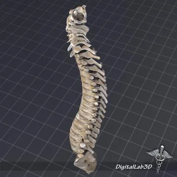 3D Model: Human Spinal Cord Anatomy #96471319 | Pond5