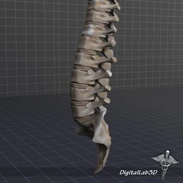3D Model: Human Spinal Cord Anatomy #96471319 | Pond5