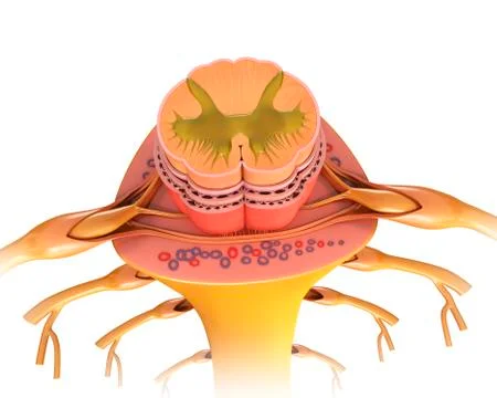 Human spinal cord cross-section, illustration Stock Illustration