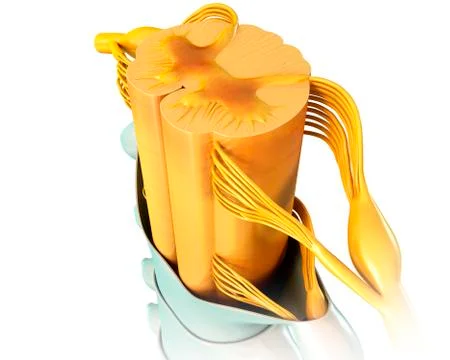 Human spinal cord cross-section, illustration Illustrazione stock