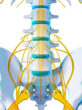 Human spinal cord, illustration Stock Illustration
