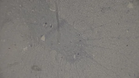 Human Spinal Cord Under Microscope 4K Super Magnification Stock Footage 238374451