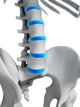 Human spinal discs, illustration Stock Illustration