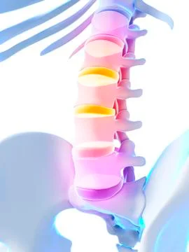 Human spinal discs, illustration Stock Illustration