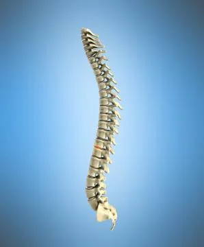 Human spine 3d render on blue background Stock Illustration