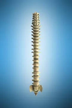 Human spine 3d render on blue gradient background 스톡 일러스트