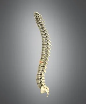 Human spine 3d render on grey background Stock Illustration