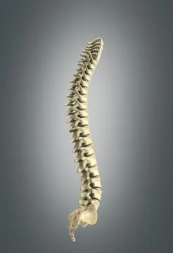 Human spine 3d render on grey background Stock Illustration