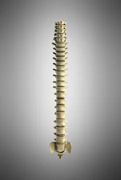 Human spine 3d render on grey gradient background 스톡 일러스트
