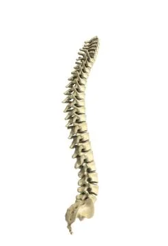 Human spine 3d render on white  background Stock Illustration