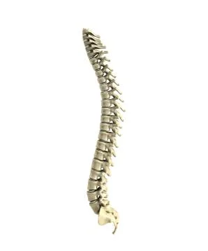 Human spine 3d render on white background Stock Illustration