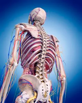 Human spine anatomy Stock Illustration