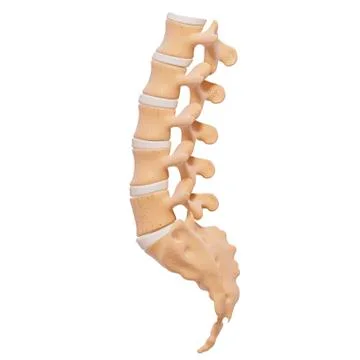 Human spine, artwork Stock Illustration