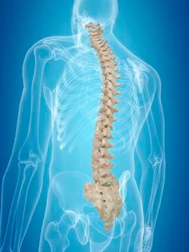 Human spine, artwork Stock Illustration