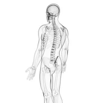 Human spine, artwork Stock Illustration