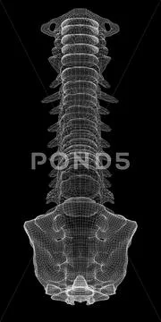 Human spine,  body structure , wire model Stock Illustration