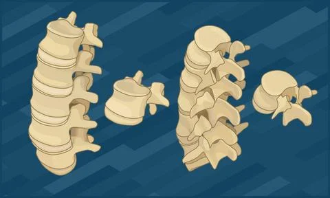 Human spine bones flat isometric Human spine bones flat isometric vector i... Stock Photos