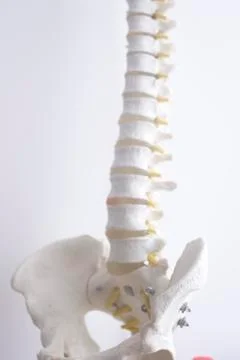 Human spine column vertebra model Stock Photos
