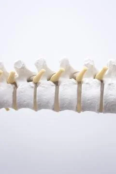 Human spine column vertebra model Stock Photos