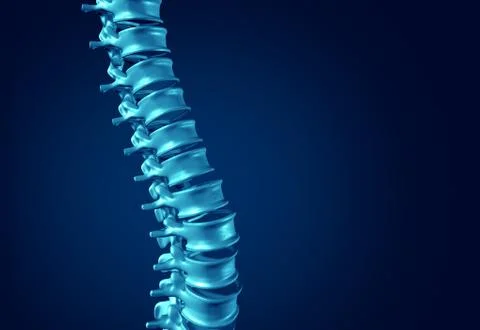Human Spine Concept Stock Illustration