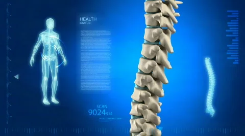 Human spine in detail with vertebra discs Stock Footage