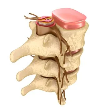 Human spine in details Stock Illustration