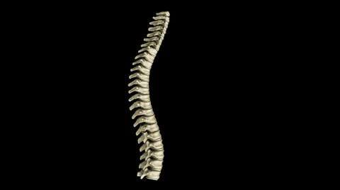 Human Spine Stock-Footage 24975791