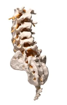 Human spine Stock Illustration