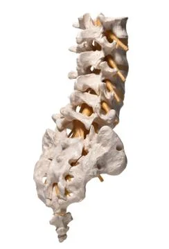 Human spine Stock Illustration