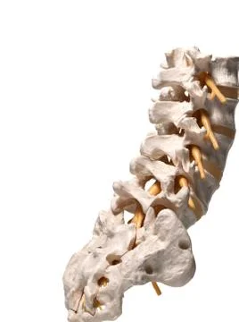 Human spine Stock Illustration