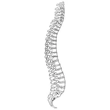 Human Spine Stock Illustration