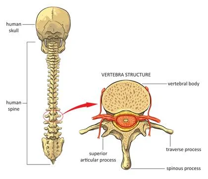 Human spine Stock Illustration