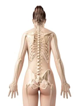 Human spine, Illustration Stock Illustration