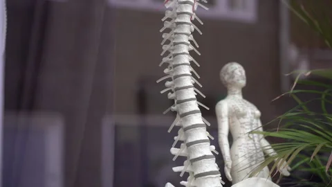 Human spine. Model of the human spine. Stock Footage 244089262